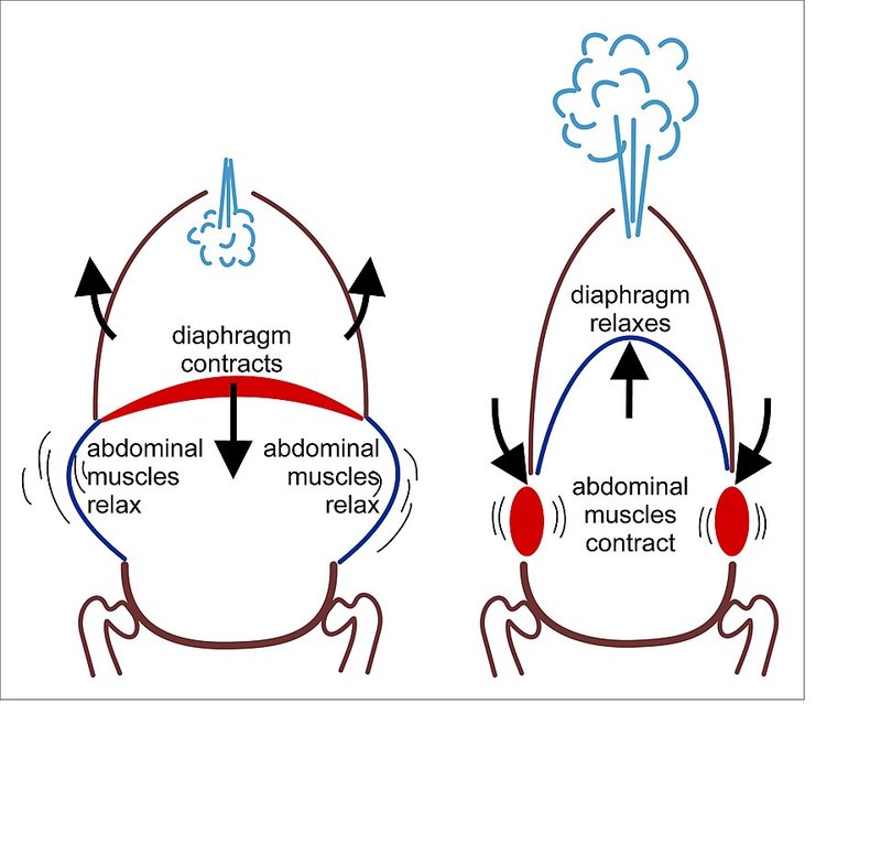 Diagram of muscles involved in forceful breathing, showing accessory inspiratory and expiratory muscles