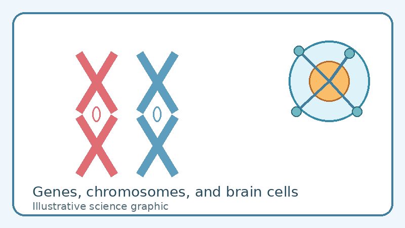 Illustration of chromosomes and brain nerve cells for Angelman syndrome