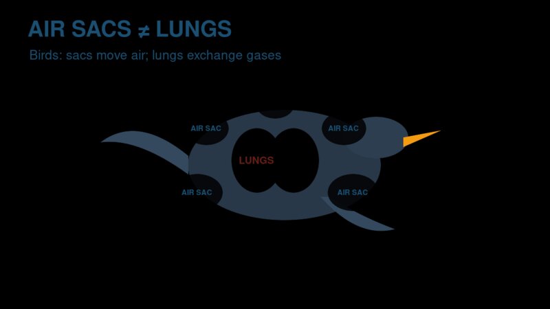 Diagram of a bird showing lungs for gas exchange and separate air sacs that move air
