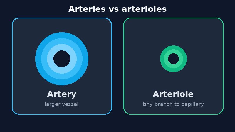 Diagram comparing a larger artery cross-section with a smaller arteriole