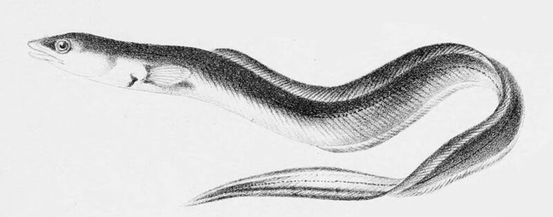 Conger eel (Conger conger), a species listed on the FDA Seafood List