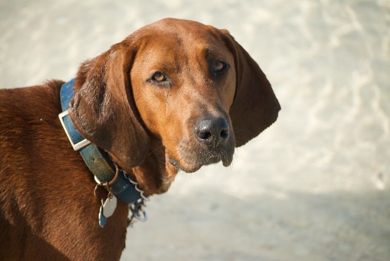 A Redbone Coonhound dog sitting outdoors