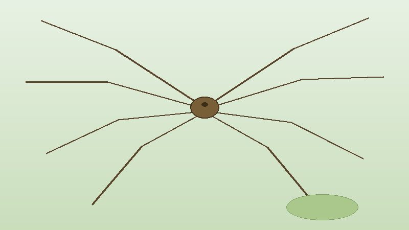Illustration of a harvestman (daddy longlegs) with a compact oval body and eight long thin legs