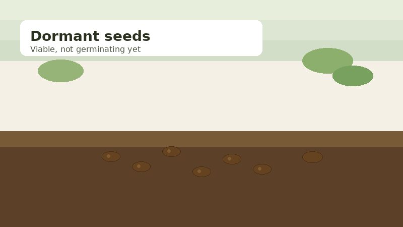 Illustration of dormant seeds resting in soil