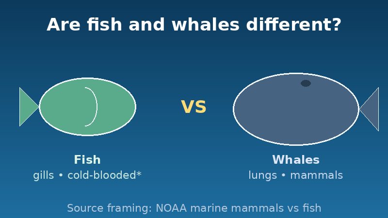 Simple diagram contrasting fish and whales as different animal groups