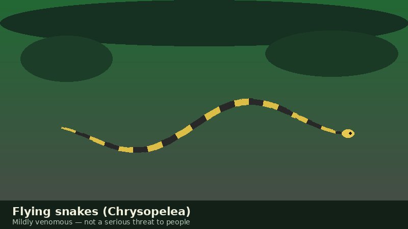 Illustration of a gliding flying snake (Chrysopelea) against a forest canopy