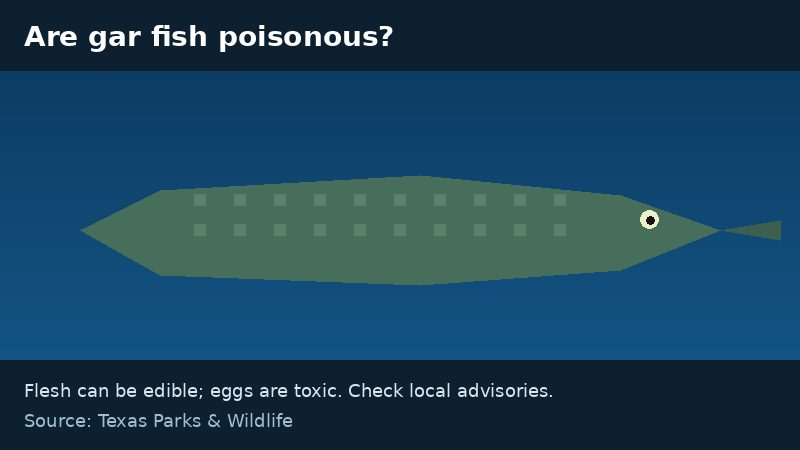 Illustration about whether gar fish are poisonous
