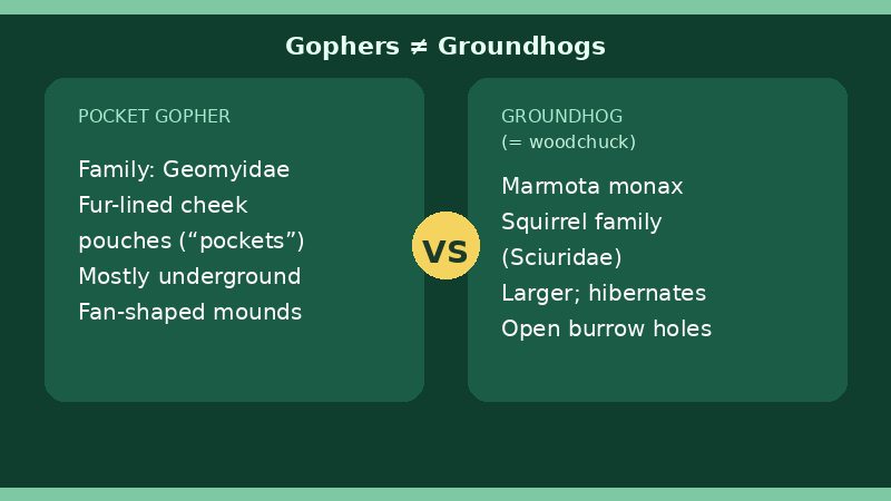 Infographic comparing pocket gophers with groundhogs, also called woodchucks