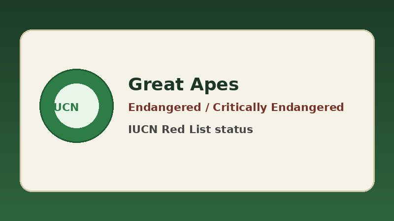 Graphic stating great apes are Endangered or Critically Endangered on the IUCN Red List