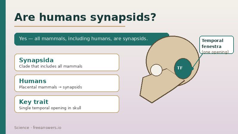 Infographic answering whether humans are synapsids, with a labeled temporal fenestra on a skull