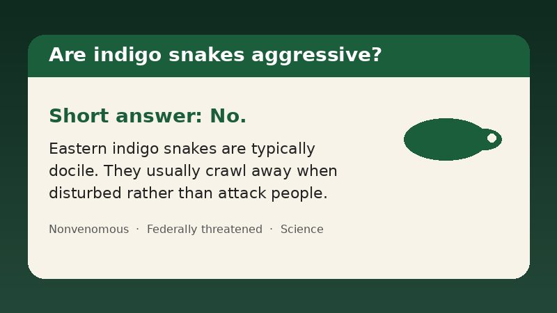 Infographic answering whether indigo snakes are aggressive