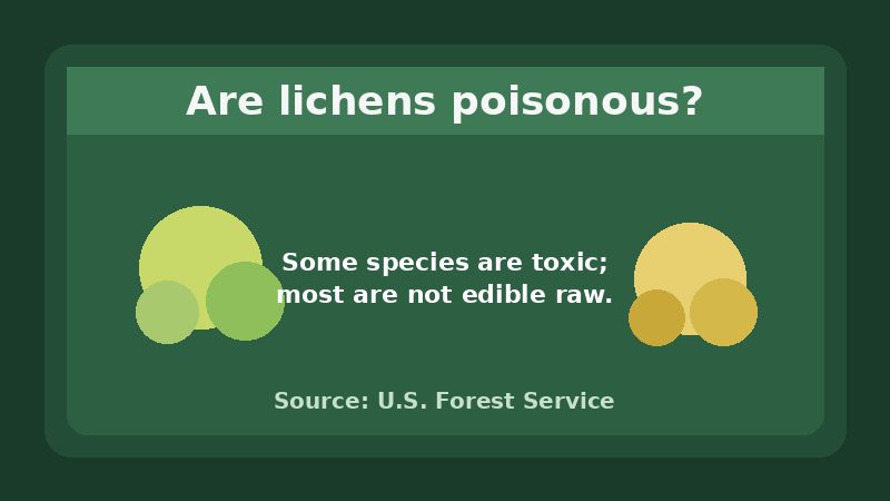 Infographic answering whether lichens are poisonous