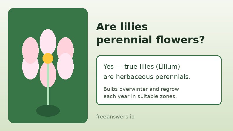 Infographic answering whether lilies are perennial flowers