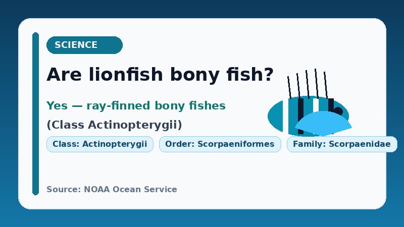Infographic answering whether lionfish are bony fish, citing NOAA class Actinopterygii