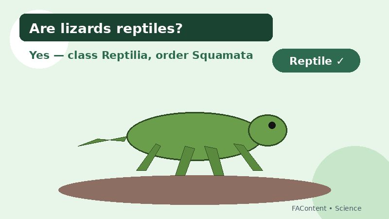 Illustrated answer card: Are lizards reptiles? Yes — class Reptilia, order Squamata