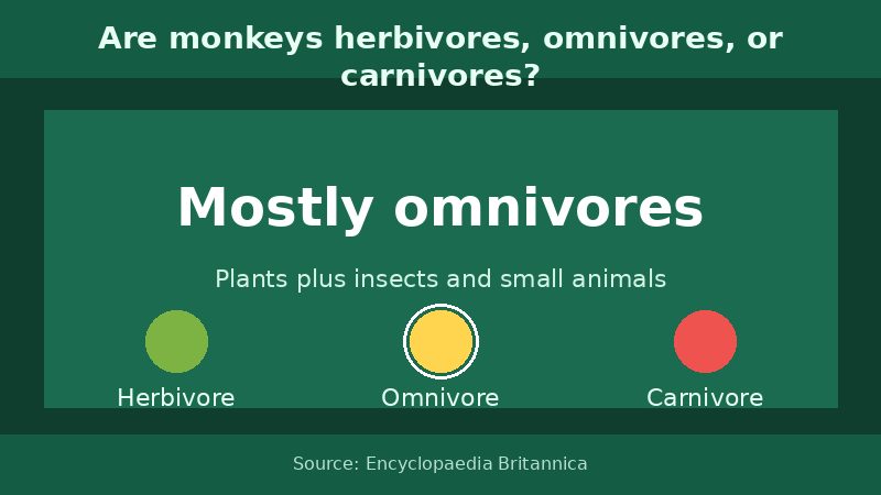 Infographic answering whether monkeys are herbivores, omnivores, or carnivores