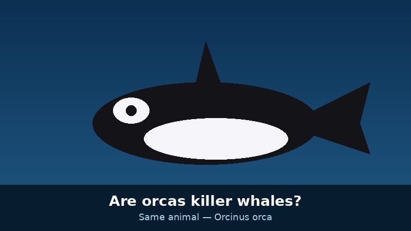 Illustration asking whether orcas and killer whales are the same animal