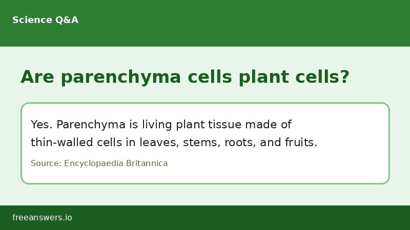 Infographic answering whether parenchyma cells are plant cells
