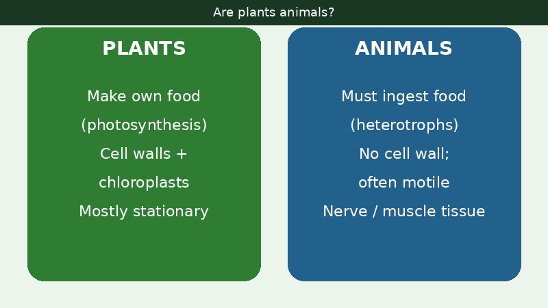 Side-by-side comparison of plant and animal traits