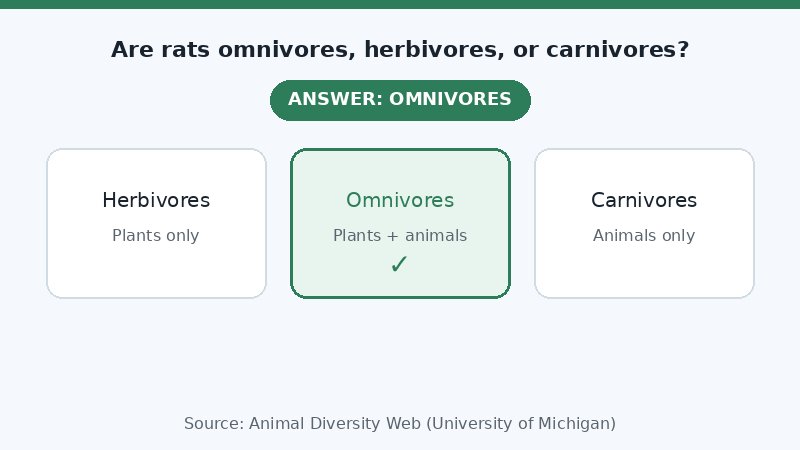 Infographic answering whether rats are omnivores, herbivores, or carnivores