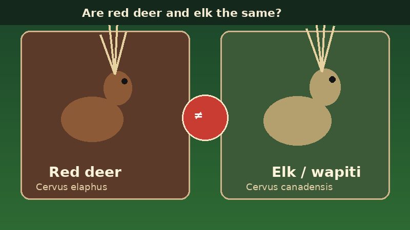 Infographic comparing European red deer and North American elk as different species