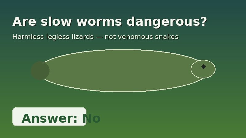 Infographic answering whether slow worms are dangerous to people