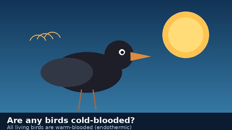 Illustration asking whether any birds are cold-blooded