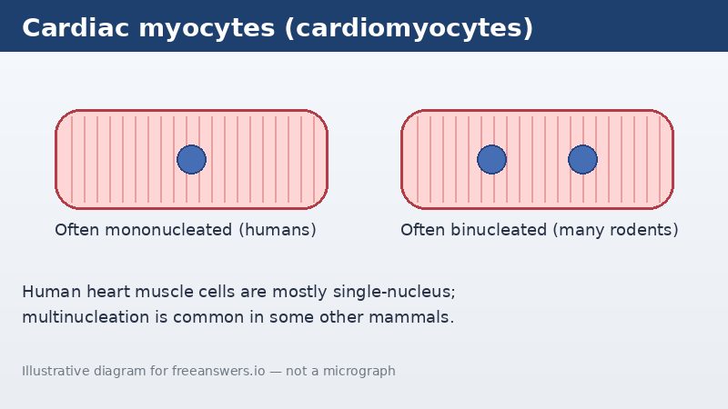 Diagram comparing mononucleated and binucleated cardiac myocytes
