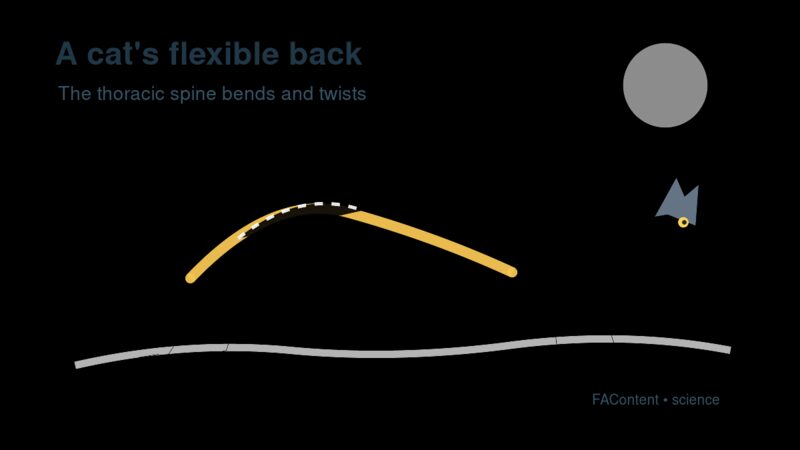 Illustration of a cat with its flexible back highlighted