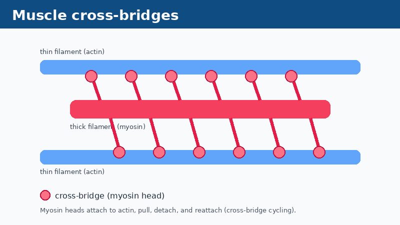 Diagram of thick myosin and thin actin filaments linked by cross-bridges