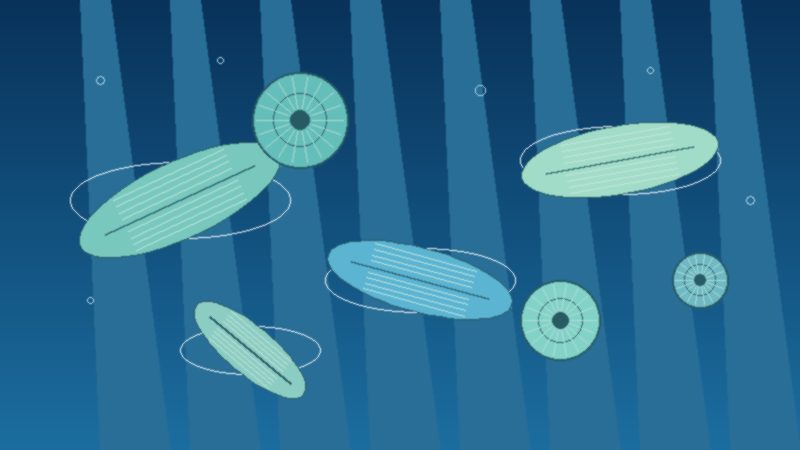 Stylized microscopic view of diatom frustules in blue-green water