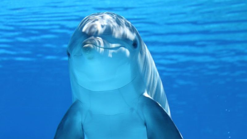 Bottlenose dolphin swimming in the ocean
