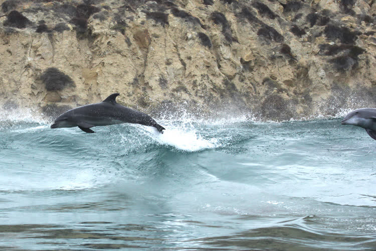 Bottlenose dolphin swimming, a vertebrate marine mammal