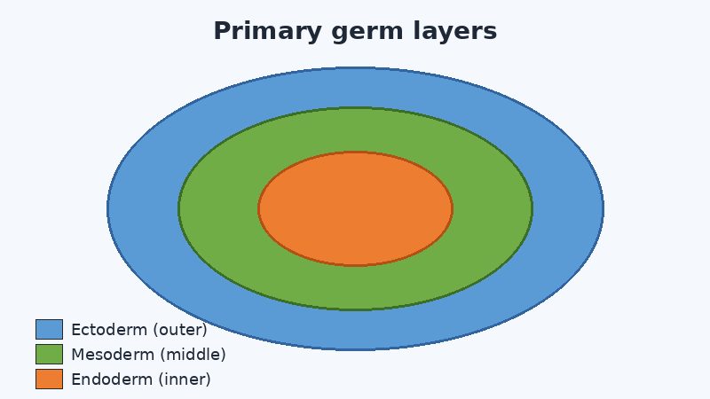 Diagram of the three primary embryonic germ layers: ectoderm, mesoderm, and endoderm