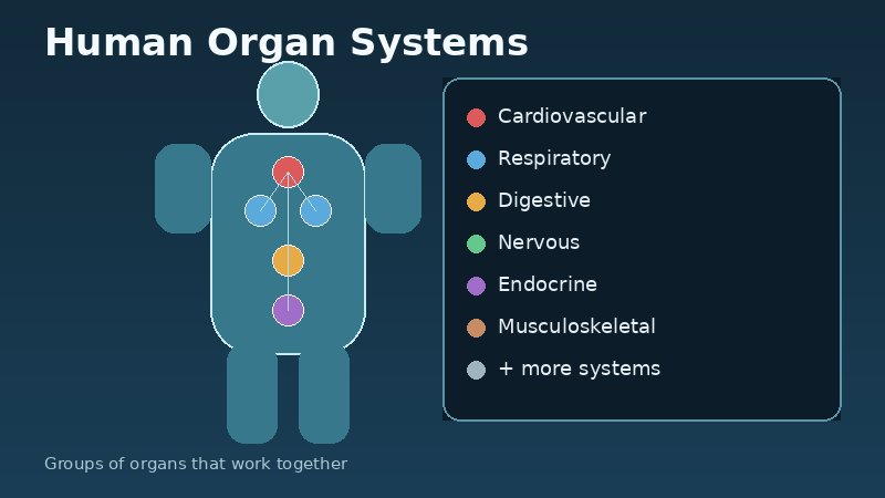 Abstract illustration of human organ systems labeled around a torso silhouette