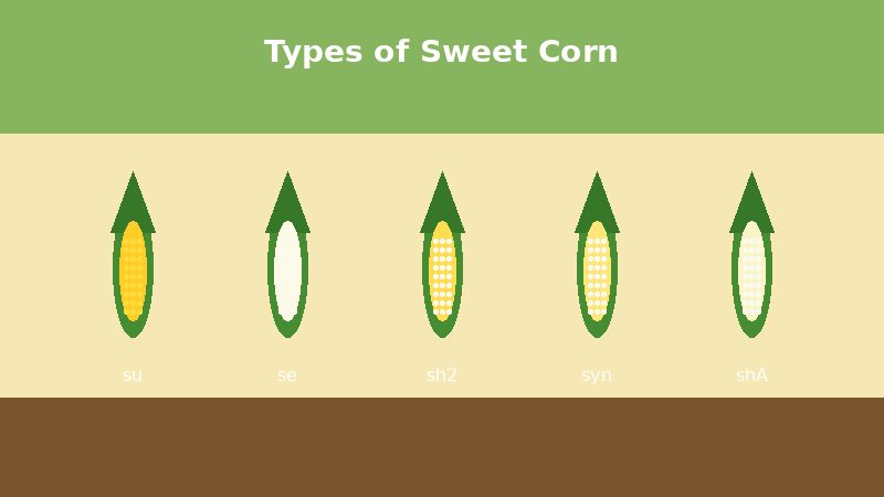 Illustration of five sweet corn types labeled su, se, sh2, syn, and shA
