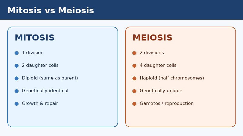 Side-by-side comparison of mitosis and meiosis outcomes