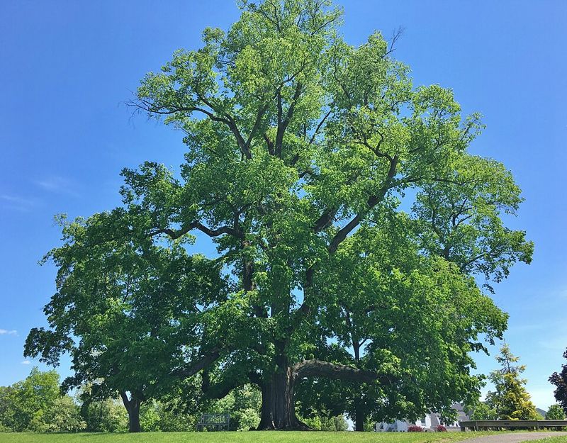 Tall American elm tree with a broad leafy crown