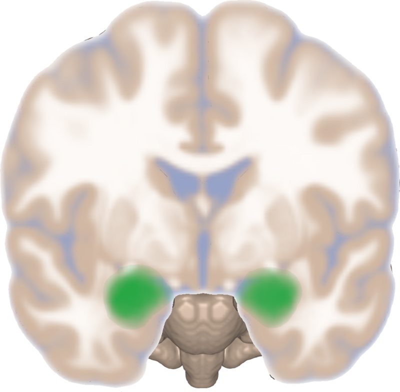 Illustration of a frontal slice of the human brain with the amygdala on each side highlighted in green