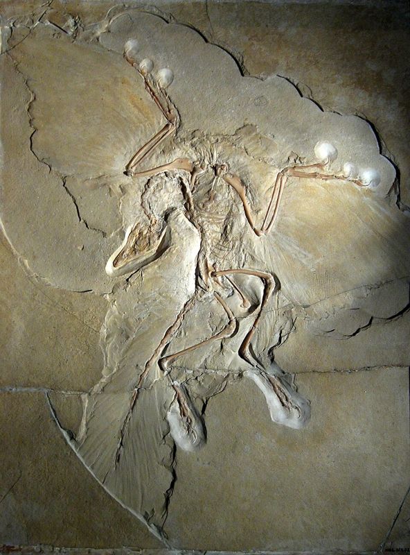 Fossil of Archaeopteryx lithographica (Berlin specimen) in limestone
