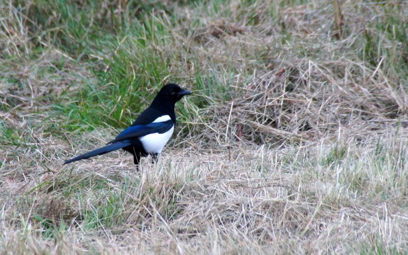 Eurasian magpie standing on grass in a country park