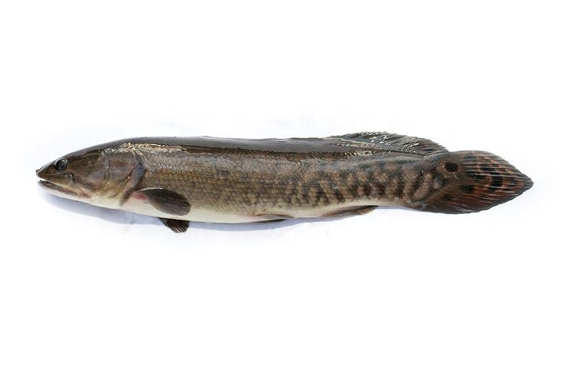 A bowfin fish with an olive, mottled body, long dorsal fin and dark spot near the rounded tail, on a white background