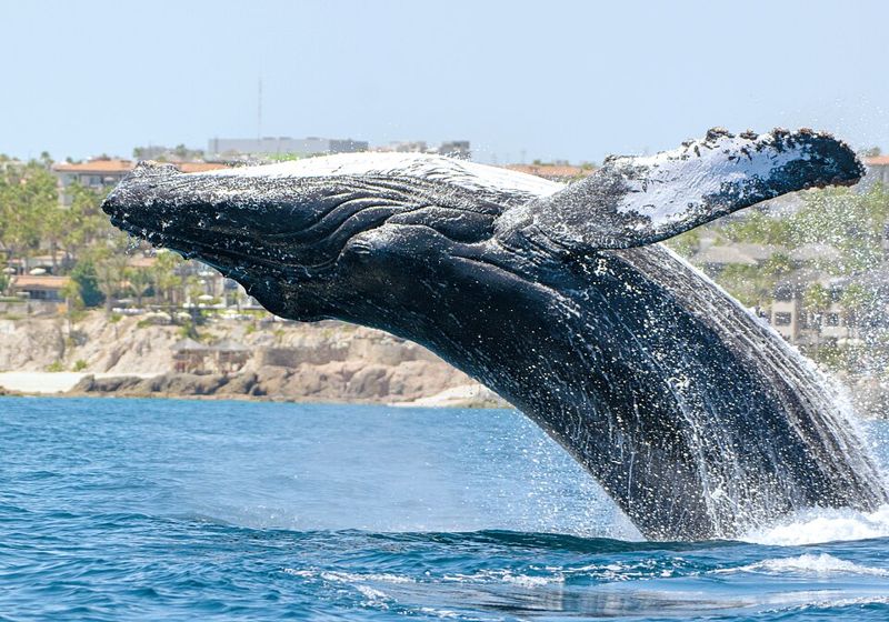 Humpback whale breaching off Cabo San Lucas