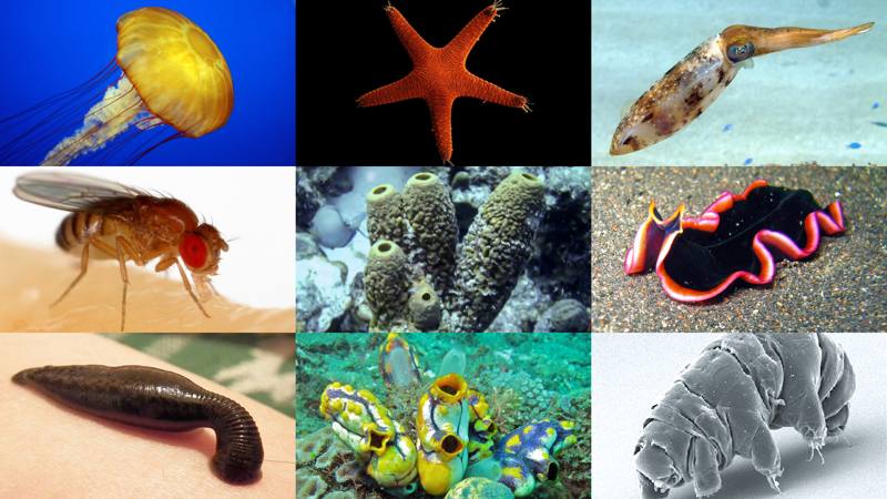Montage of invertebrate animals