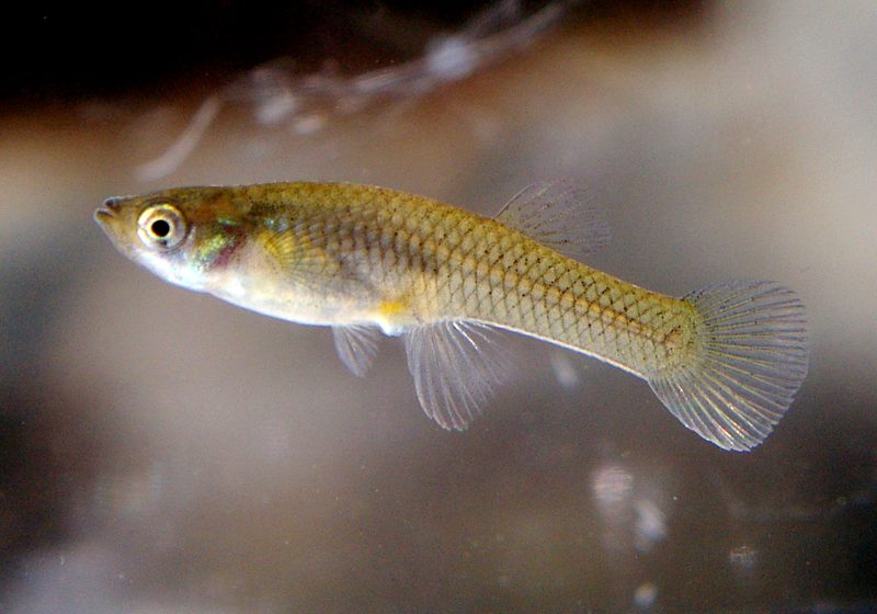 A western mosquitofish, a small grey-gold live-bearing fish, swimming