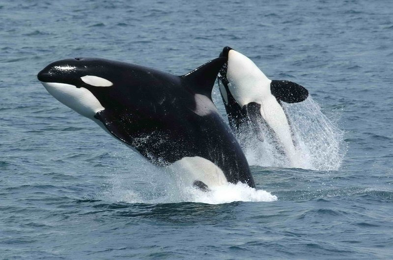 Two transient killer whales leaping near Unimak Island in the eastern Aleutian Islands, Alaska