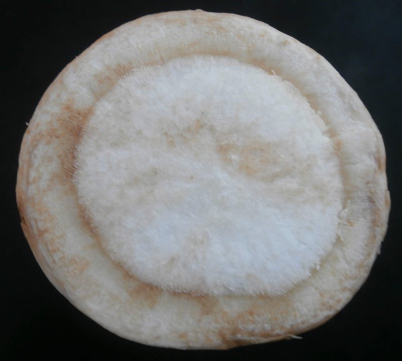 Cross section of a Hamburg parsley root showing the white edible flesh