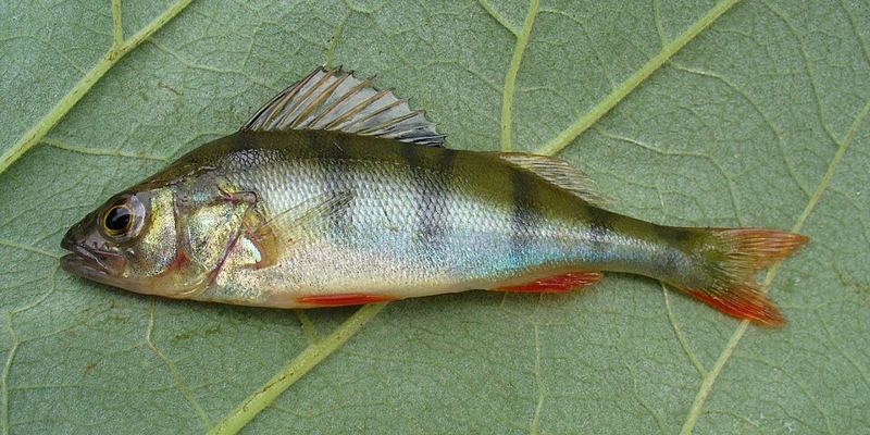 A European perch with its spiny first dorsal fin raised, lying on a green leaf