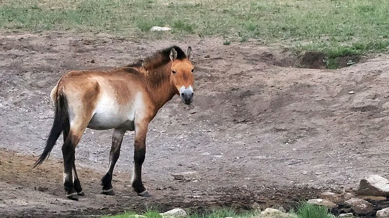 A dun-colored Przewalski's horse with a dark upright mane standing on bare ground in Mongolia