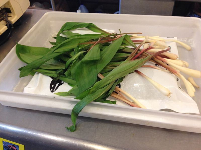 A bunch of fresh ramps, or wild leeks, with broad green leaves and white and reddish stalks, in a white tray